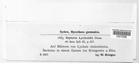 Image of Caryophylloseptoria lychnidis